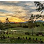 Parker-Binns Vineyard