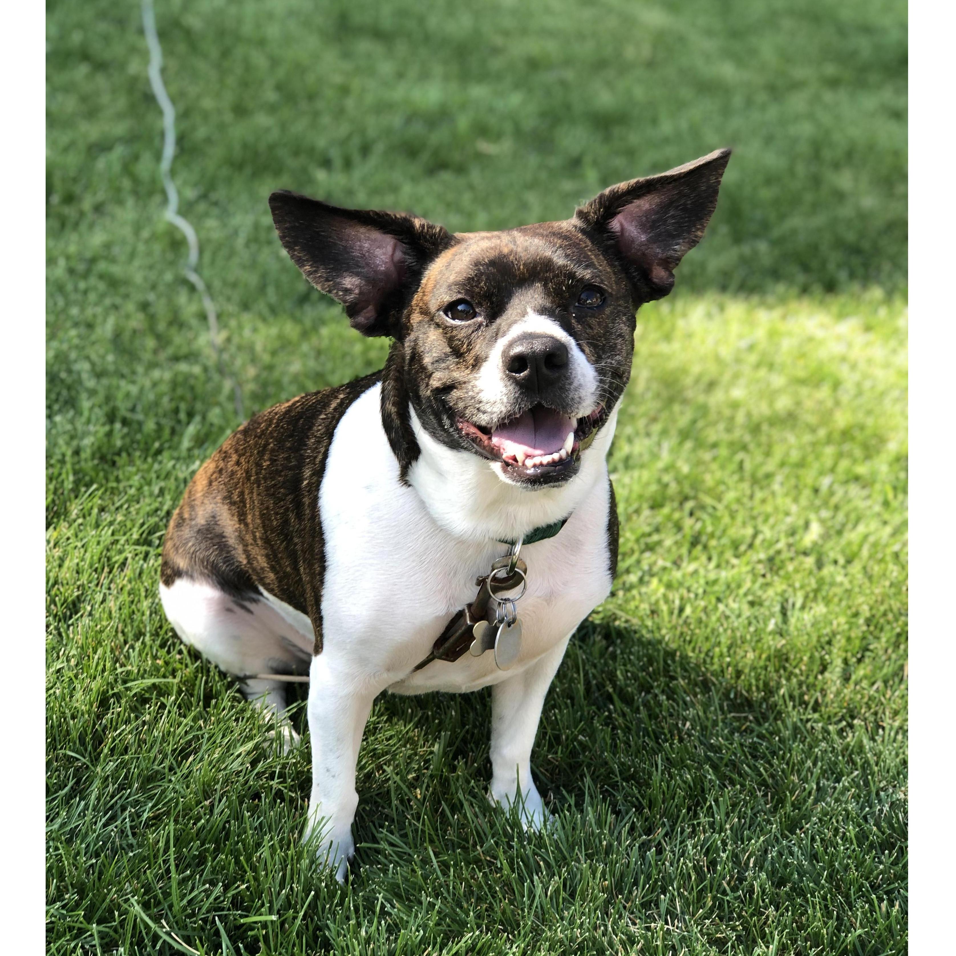 Our fur baby Whitman