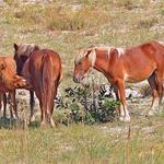 Wild Horse Tours in Corolla