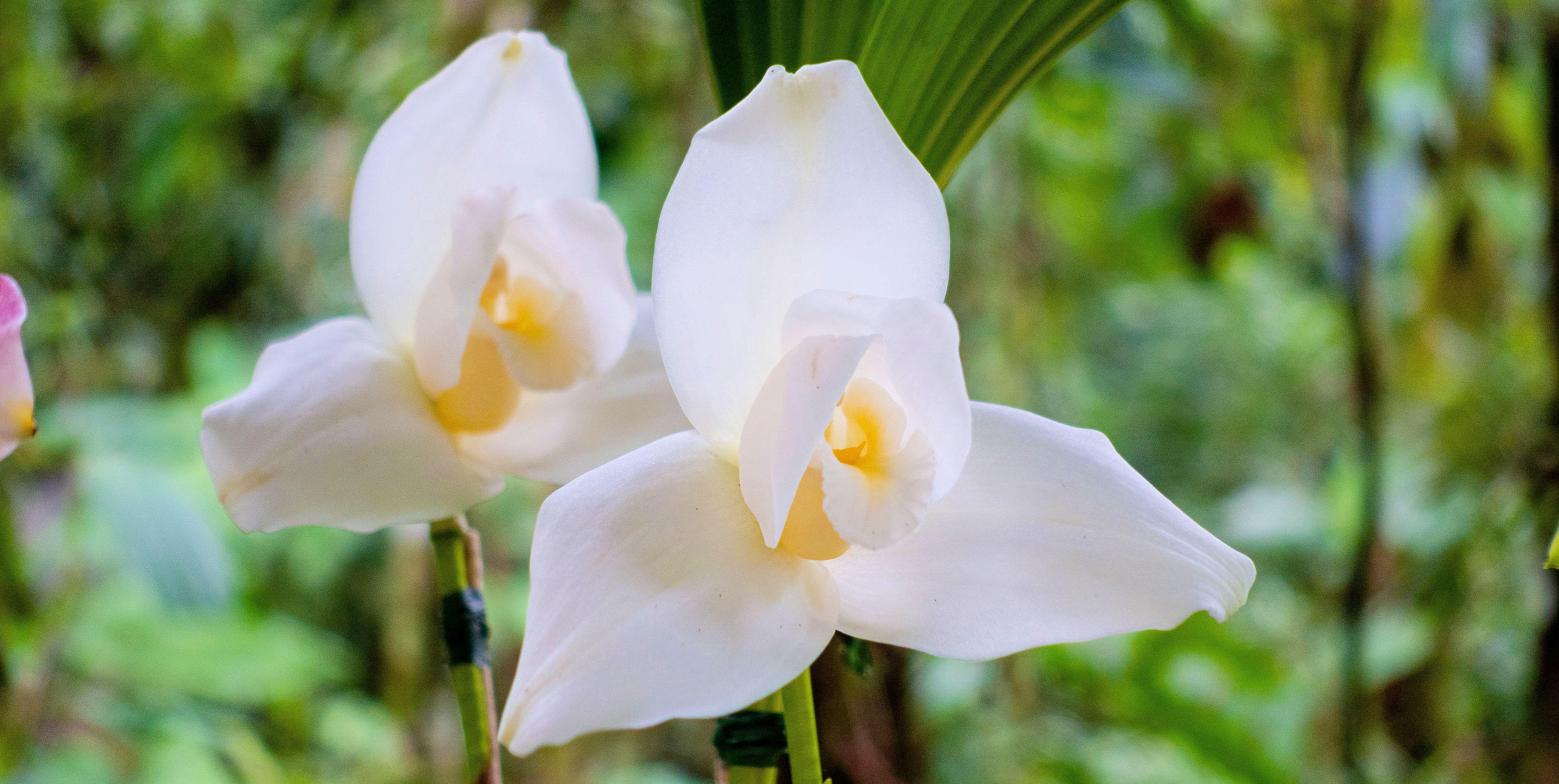 The Wedding Website of Alicia Luz Torres and Anthony Sebastian Fuentes Solis
