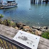 Morro Bay T Pier (Otter Viewing Area)
