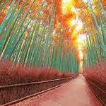 嵐山竹の道(Arashiyama Bamboo Forest)