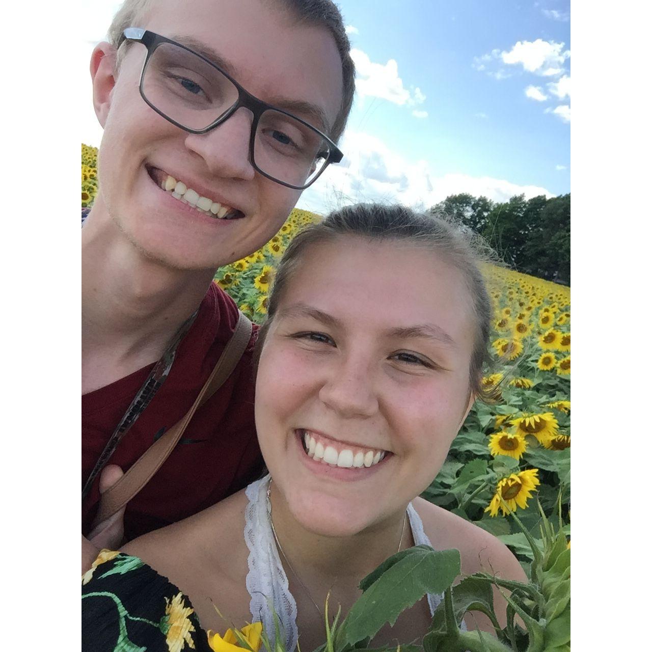 Sunflower fields