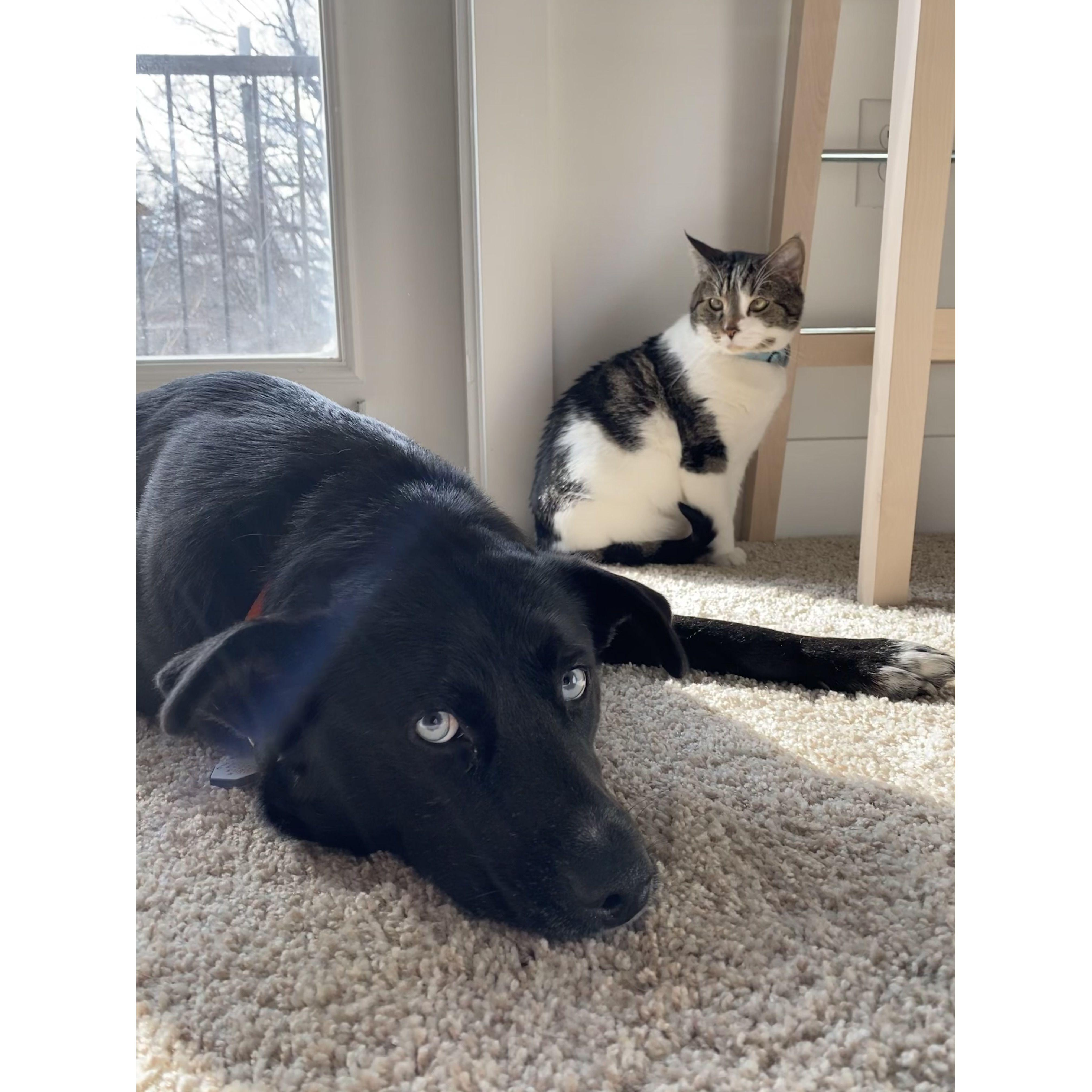 Our human sons, Orfeu and Finley