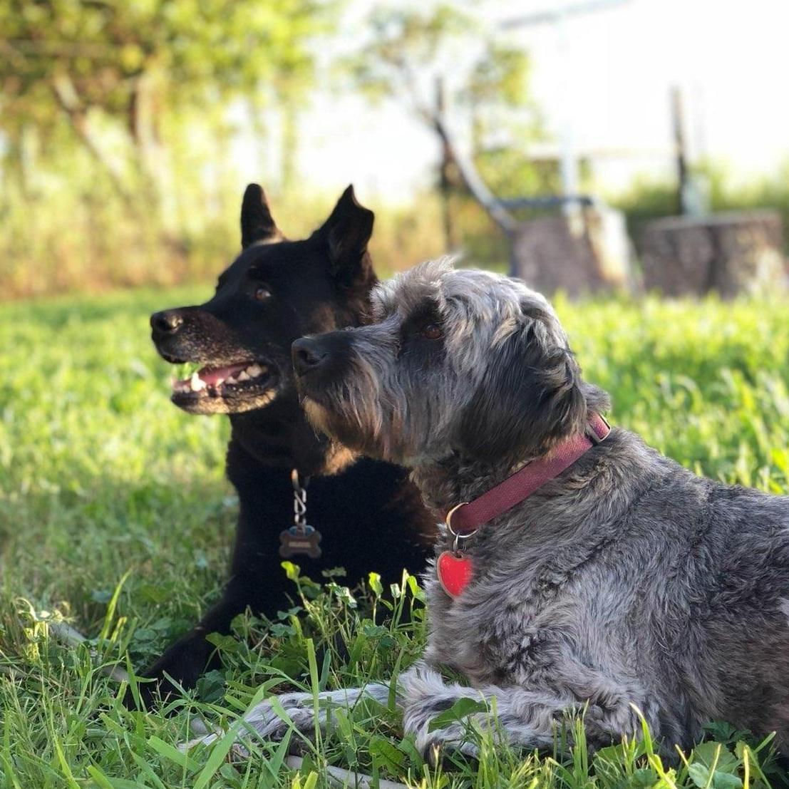 Our furbabies...Colonel and Stevie.