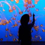 Monterey Bay Aquarium