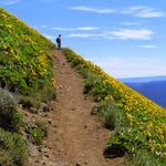 Dog Mountain Trail