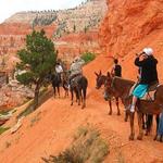 Canyon Trail Rides