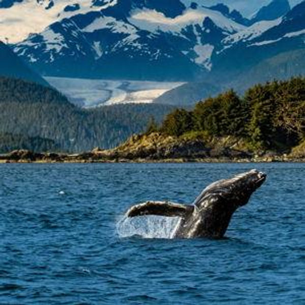 Whale Watching in Ketchikan