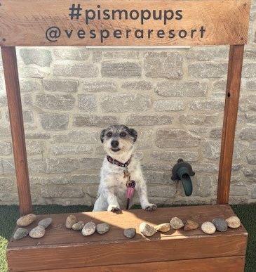 The Wedding Website of Sara Saltoun Weiner and Jordan Donny Weller