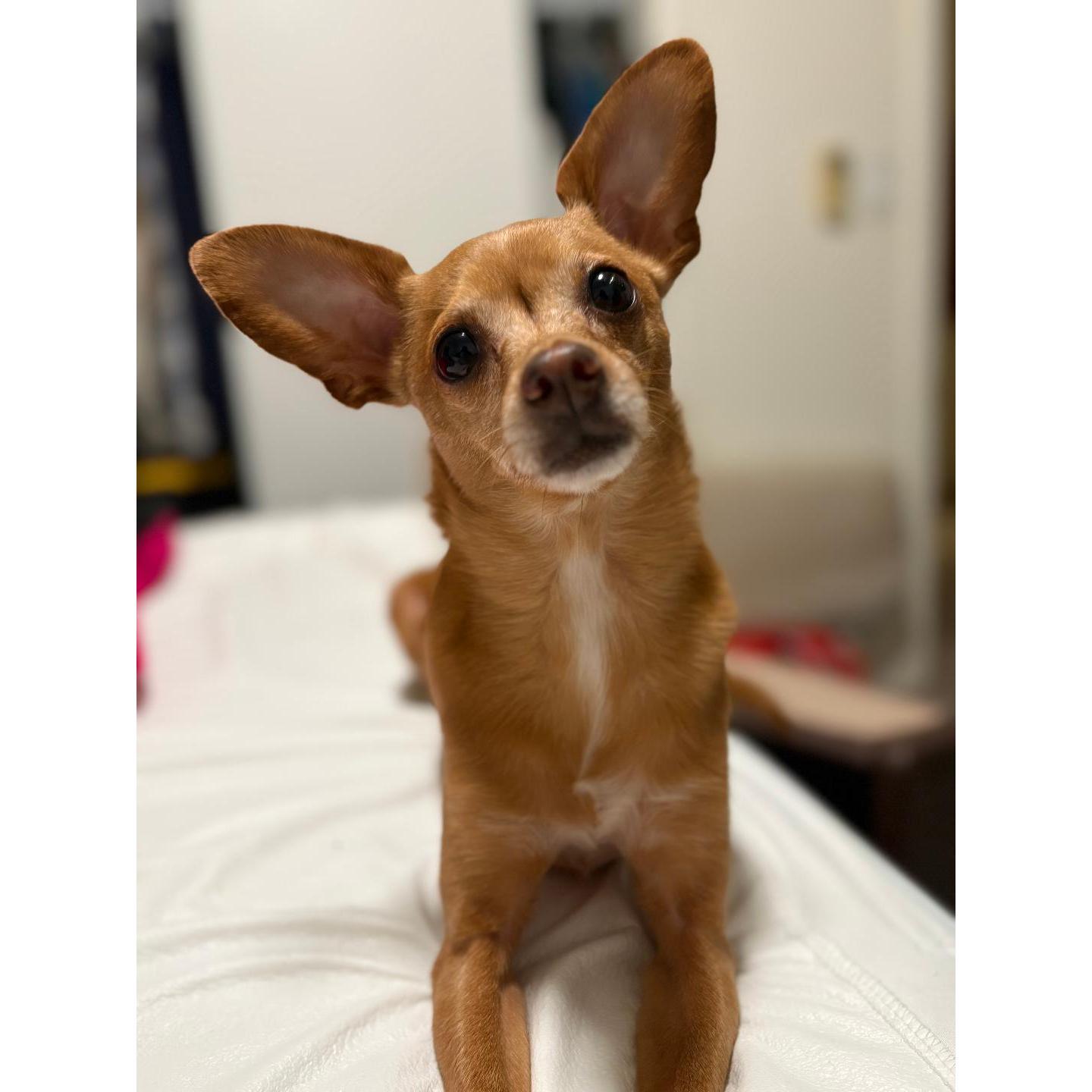 Our dog Riley!