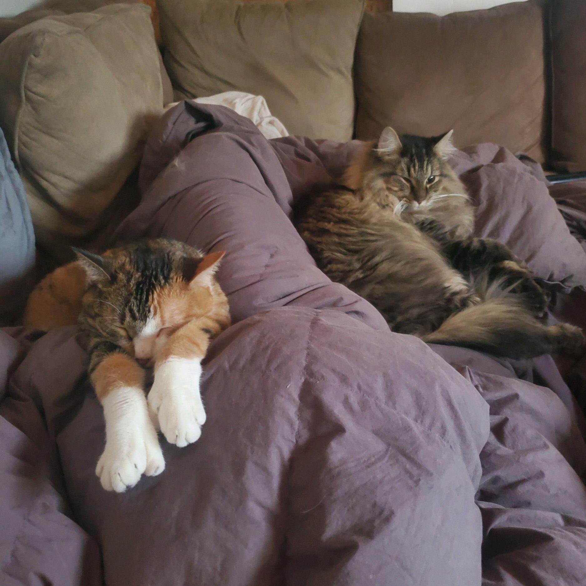 Keeping me company while working on Wedding Planning
