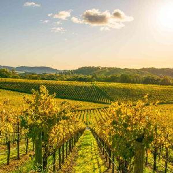Napa Valley Resort Stay Contribution