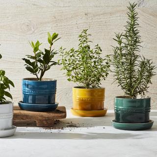 Herb 5.5" Planter