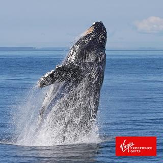 Wildlife & Whale Watching Expedition for 2 - Seattle