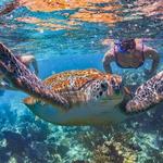 Tulum, Snorkeling with Sea Turtles, Cenote and Beachside Lunch