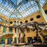 Fernbank Museum | 3D Theater | Forest