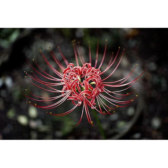 In every Anime Ending