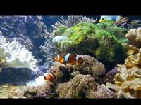 National Aquarium