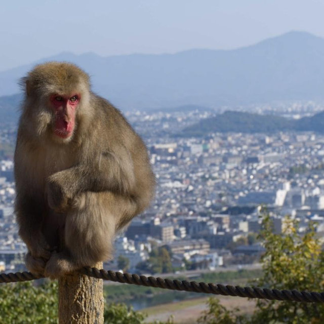 Day trip to Arashiyama
