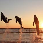 Dolphins Plus Bayside