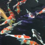 Live Fish
