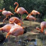 Sacramento Zoo
