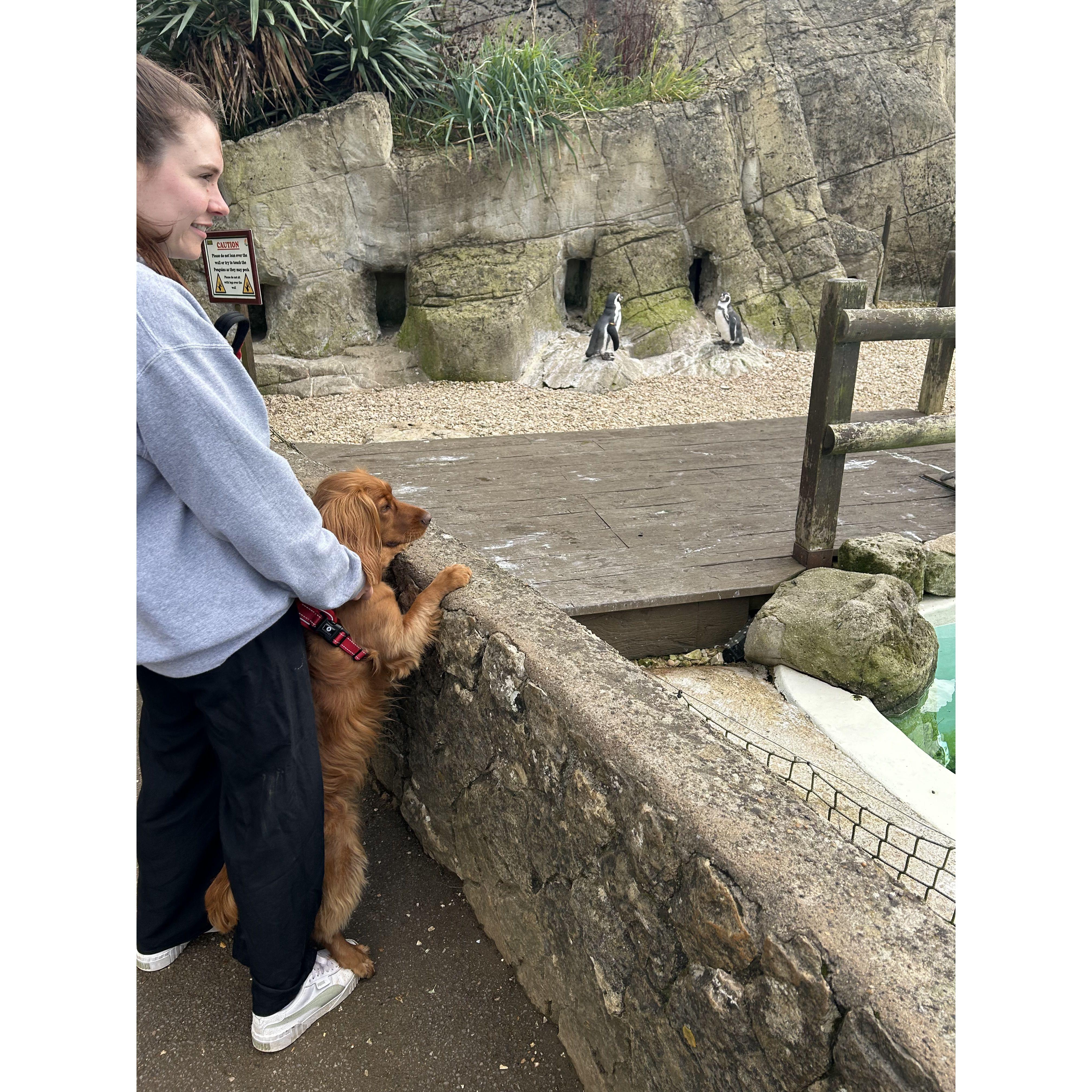 Meeting the penguins