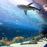 Texas State Aquarium