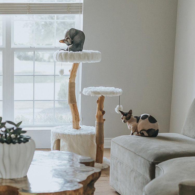 Mau Pets, Alba Modern Wooden Cat Tree with Condo | Zola