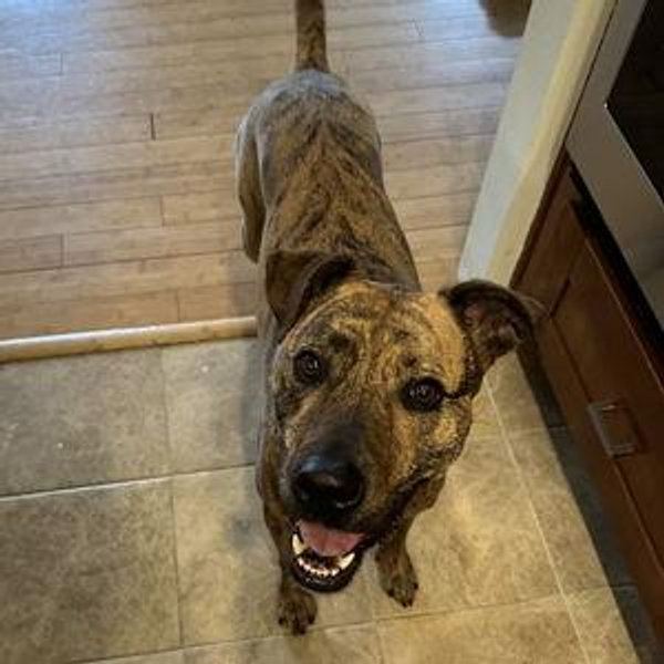 Donation: Three Little Pitties - The organization who rescued Winter!