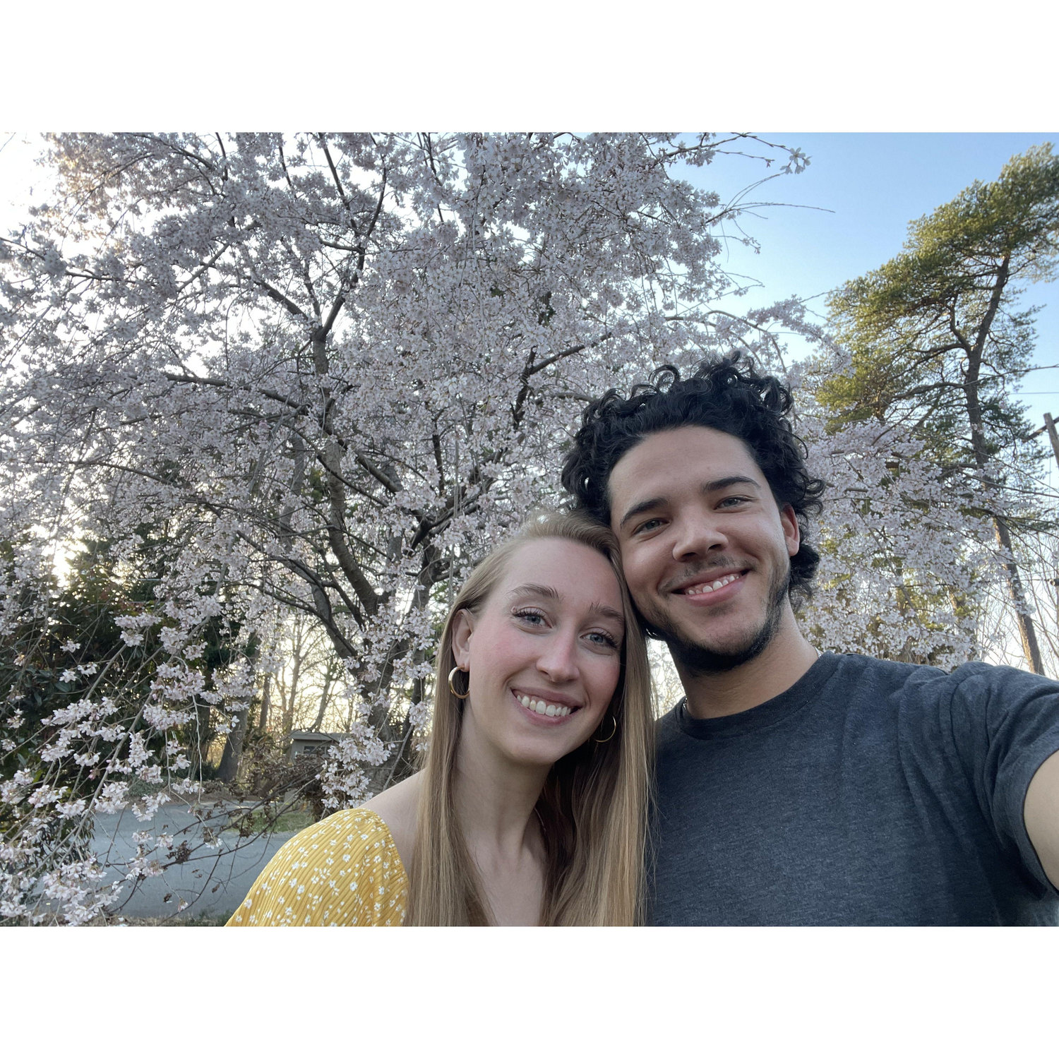 Our very own cherry blossom tree in bloom.