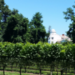 Harmony Vineyards