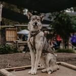 Denali Sled Dog Kennels