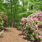 Hamilton Rhododendron Gardens