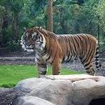 Phoenix Zoo