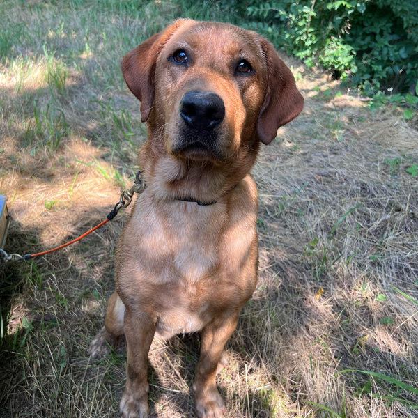 Red's Supply Of Pet Treats And Toys
