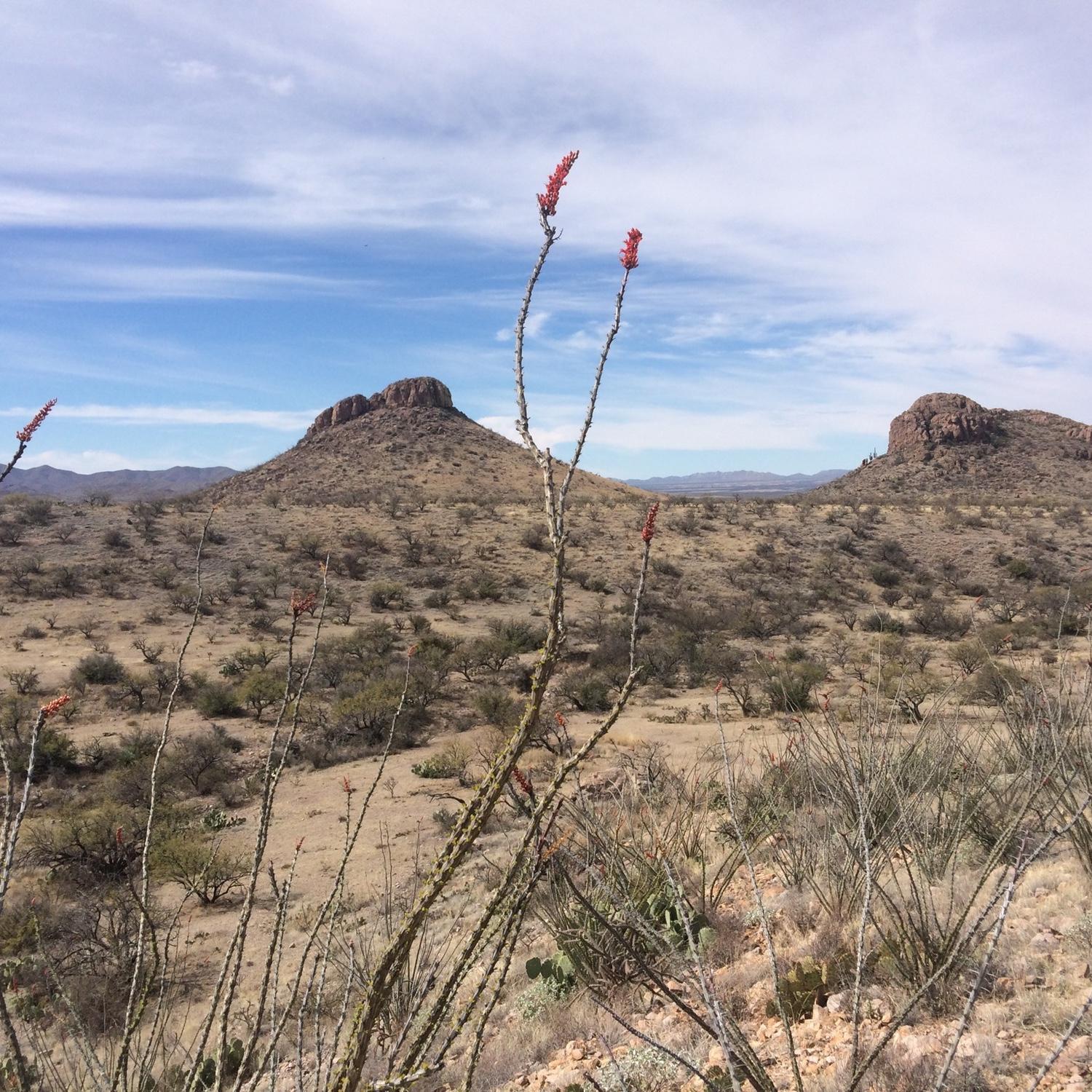 We both noticed the ocotillo blooms as we fell in love while spending many months working in southern Arizona :)