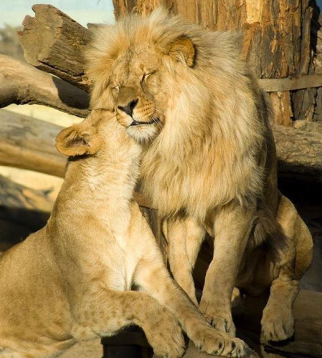Honeymoon Fund— SAFARI 2020!