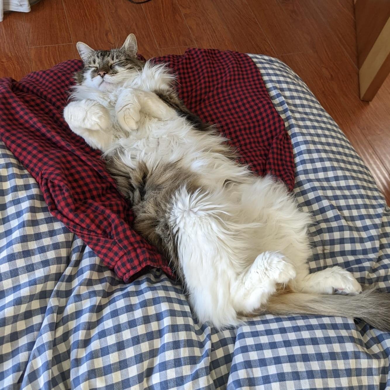 Olive in repose.