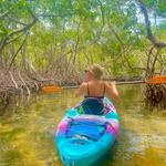Lido Key Mangrove Kayak Tours