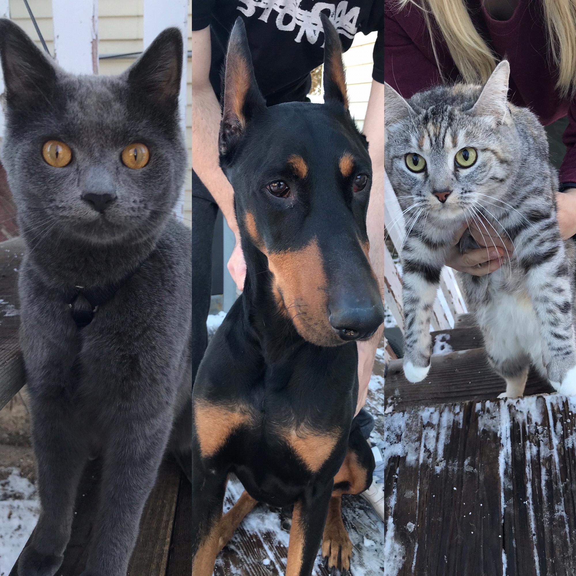Fur babies; Bazzi, Raynor and Papi Chulo