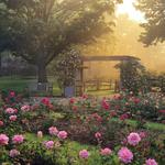 Morning - Park of Roses