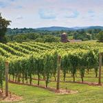 Fox Vineyards & Winery