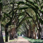 Rice University