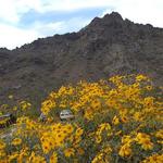 Piestewa Peak Trailhead