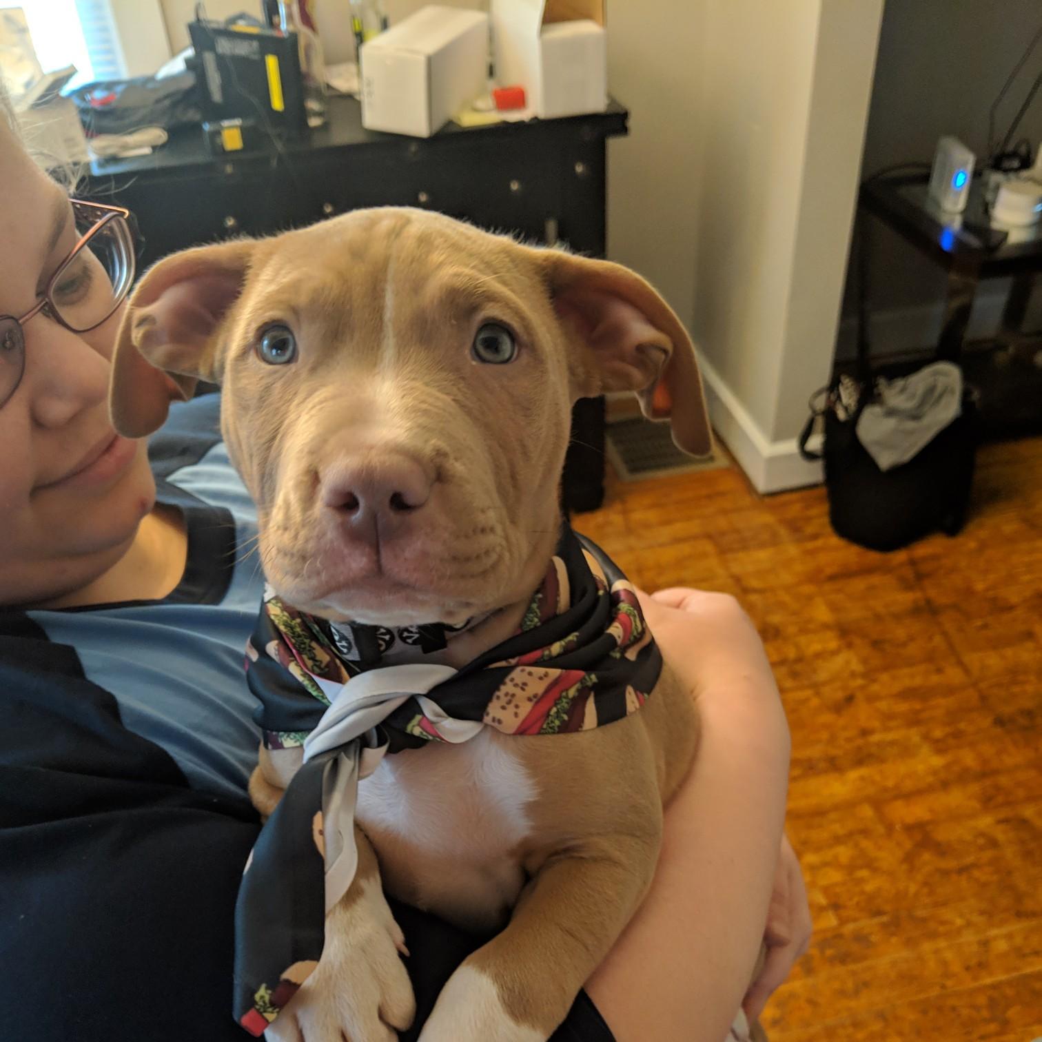 Burger got his Burger scarf!!!!