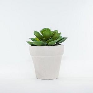 Artificial Succulent and Foliage in Ceramic Pot Green 6" - Lloyd & Hannah