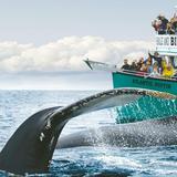 Whale Watching Tour