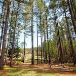 Cedar Glades Park